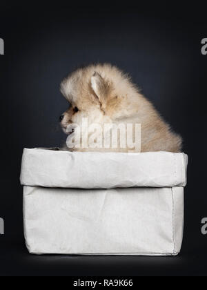 Cute Baby pomeranian Welpen sitzen seitlich in grau Papiertüte, Geradeaus/Profil mit glänzenden schwarzen Augen. Auf schwarzem Hintergrund isoliert. Stockfoto