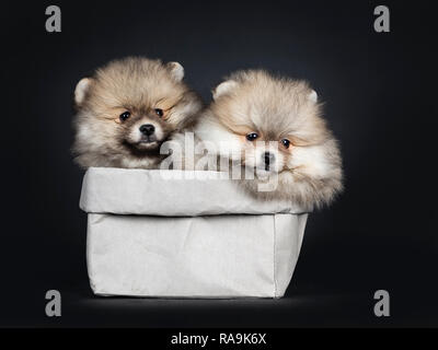 Satz von niedlichen Baby pomeranian Welpen sitzen seitlich in grau Papiertüte, geradeaus auf die Kamera mit glänzenden schwarzen Augen. Auf schwarz Hinterg isoliert Stockfoto