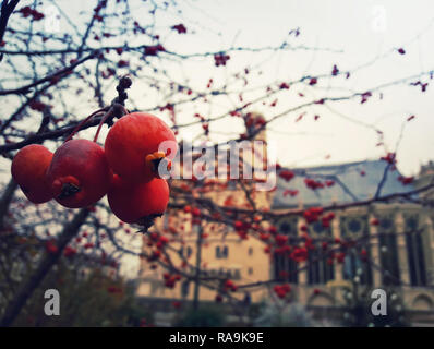 Nahaufnahme von roten Beeren Obst Baum im Garten vor Chateau Saint Germain, Paris, Frankreich. Kalte Winter morgen Landschaft. Stockfoto