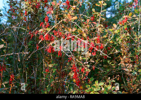 Rote Beeren, reife Beeren der Berberitze Berberitze auf Zweige eines Bush Stockfoto