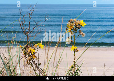 Kleine gelbe Blüten auf dem Meer, gelbe Blüten im Sand am Strand Stockfoto