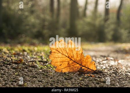 Einzelne gelbe Eichenlaub auf Waldboden mit Bäumen im Hintergrund Stockfoto
