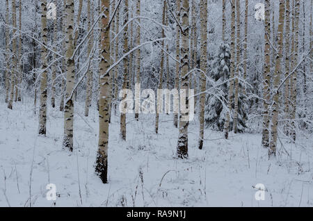 Eine Winterlandschaft von vertikalen, parallelen Birken in einem Wald mit einem einzigen überdachten Fichte im Schnee Stockfoto