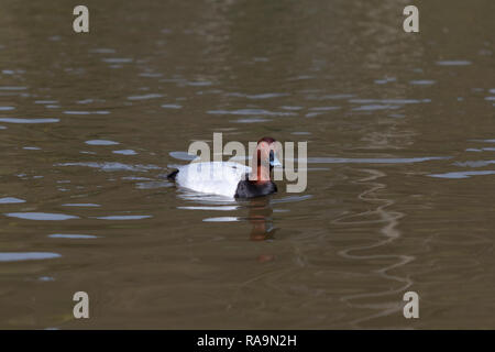 Canvasback Enten schwimmen auf dem See Stockfoto