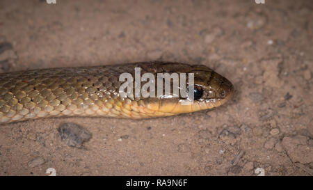 Schlange in Tocantins, Brasilien Stockfoto