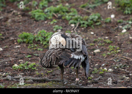 Hawaiian Goose stand mit seinen Hals um seinen Körper gefaltet Stockfoto