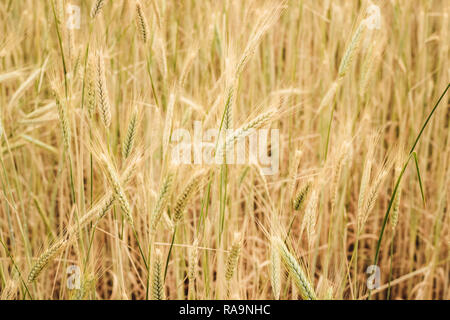 Gelbe Körner sind von Weizen auf einem Feld in der Nähe an einem sonnigen Sommertag. Stockfoto