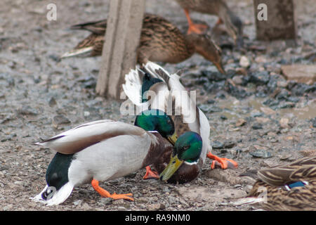 Zwei männliche Stockenten während der Brutzeit zu kämpfen. Stockfoto