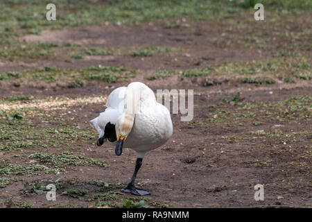 Bewick's Swan kratzen den Hals beim Stehen auf einem Bein Stockfoto