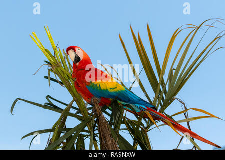 Hellroten Aras in Costa Rica Stockfoto