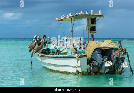 Tobago, Karibik, West Indies. Pelikane und Seevögeln ruht auf einem kleinen Fischerboot am Pigeon Point, Tobago. schönen blauen Himmel und Meer. Landschaft Stockfoto