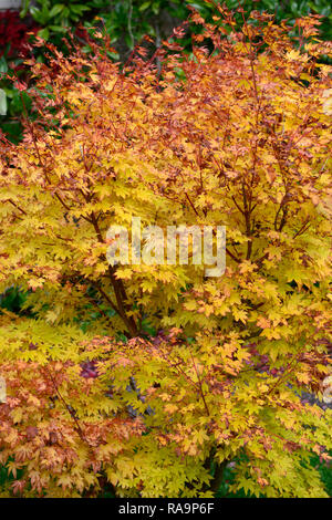 Acer palmatum orange Traum, acern, gelb, orange, Blätter, Laub, Herbst, Herbst, Herbst, Zierpflanzen, baum, bäume, Garten, RM Floral Stockfoto