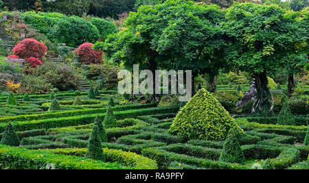 , Wisteria Kreis, Acer palmatum, Terrasse, Gärten, Banrty Haus und Gärten, West Cork Garden Trail, RM Floral Stockfoto