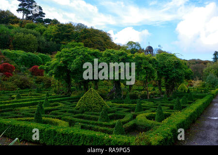 , Wisteria Kreis, Acer palmatum, Terrasse, Gärten, Bantry House & Gardens, West Cork Garden Trail, RM Floral Stockfoto