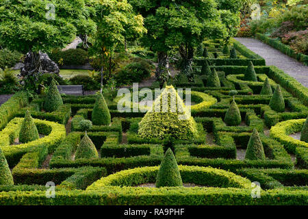 , Wisteria Kreis, Acer palmatum, Terrasse, Gärten, Bantry House & Gardens, West Cork Garden Trail, RM Floral Stockfoto