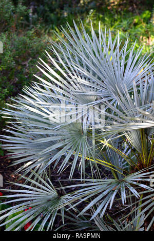 Cerifera Chamaerops humilis, blaue Mittelmeer Fan Palm, Hardy, Palmen, Handfläche, Baum, Strauch, Sträucher, Bäume, Garten, RM Floral Stockfoto