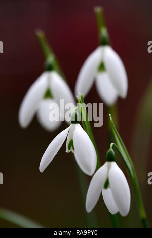 Galanthus elwesii Fliegenfischen, Schneeglöckchen, Blüte, früh, Schneeglöckchen, weiß, Blumen, Blume, Glühbirnen, Schneeglöckchen, Frühling, Blüte, Sammler, selten, galantophile, RM fl Stockfoto