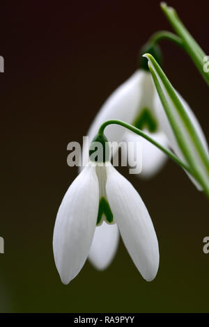 Galanthus elwesii Fliegenfischen, Schneeglöckchen, Blüte, früh, Schneeglöckchen, weiß, Blumen, Blume, Glühbirnen, Schneeglöckchen, Frühling, Blüte, Sammler, selten, galantophile, RM fl Stockfoto