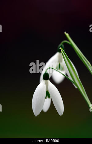 Galanthus elwesii Fliegenfischen, Schneeglöckchen, Blüte, früh, Schneeglöckchen, weiß, Blumen, Blume, Glühbirnen, Schneeglöckchen, Frühling, Blüte, Sammler, selten, galantophile, RM fl Stockfoto