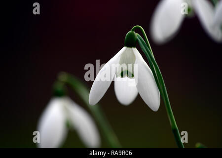 Galanthus elwesii Frau McNamara, Schneeglöckchen, Blüte, früh, Schneeglöckchen, weiß, Blumen, Blume, Glühbirnen, Schneeglöckchen, Frühling, Blüte, Sammler, selten, galantophile, RM f Stockfoto