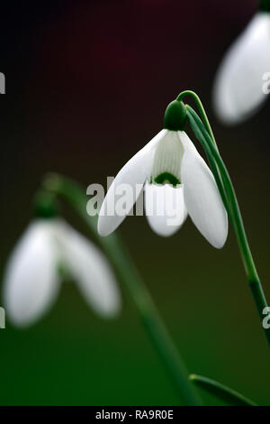 Galanthus elwesii Frau McNamara, Schneeglöckchen, Blüte, früh, Schneeglöckchen, weiß, Blumen, Blume, Glühbirnen, Schneeglöckchen, Frühling, Blüte, Sammler, selten, galantophile, RM f Stockfoto