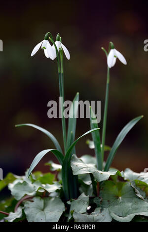 Galanthus elwesii Frau McNamara, Schneeglöckchen, Blüte, früh, Schneeglöckchen, weiß, Blumen, Blume, Glühbirnen, Schneeglöckchen, Frühling, Blüte, Sammler, selten, galantophile, zykl Stockfoto