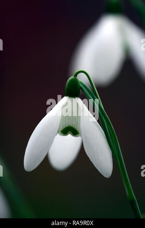 Galanthus elwesii Frau McNamara, Schneeglöckchen, Blüte, früh, Schneeglöckchen, weiß, Blumen, Blume, Glühbirnen, Schneeglöckchen, Frühling, Blüte, Sammler, selten, galantophile, RM f Stockfoto