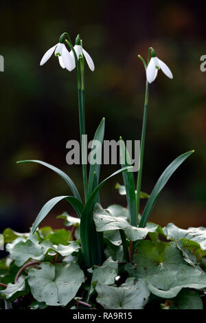 Galanthus elwesii Frau McNamara, Schneeglöckchen, Blüte, früh, Schneeglöckchen, weiß, Blumen, Blume, Glühbirnen, Schneeglöckchen, Frühling, Blüte, Sammler, selten, galantophile, zykl Stockfoto