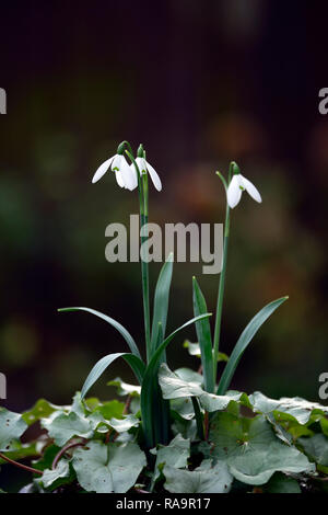 Galanthus elwesii Frau McNamara, Schneeglöckchen, Blüte, früh, Schneeglöckchen, weiß, Blumen, Blume, Glühbirnen, Schneeglöckchen, Frühling, Blüte, Sammler, selten, galantophile, zykl Stockfoto