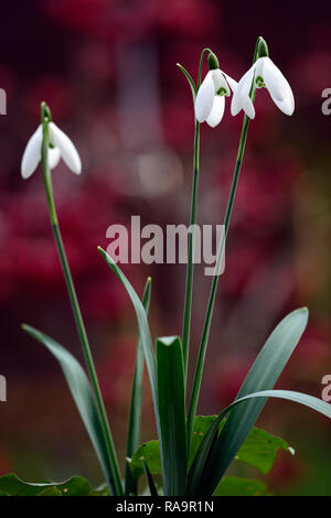 Galanthus elwesii Frau McNamara, Schneeglöckchen, Blüte, früh, Schneeglöckchen, weiß, Blumen, Blume, Glühbirnen, Schneeglöckchen, Frühling, Blüte, Sammler, selten, galantophile, zykl Stockfoto