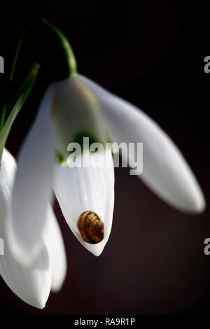 Galanthus elwesii Frau McNamara, Schneeglöckchen, Blüte, früh, Schneeglöckchen, weiß, Blumen, Blume, Glühbirnen, Schneeglöckchen, Frühling, Blüte, Sammler, selten, galantophile, snai Stockfoto