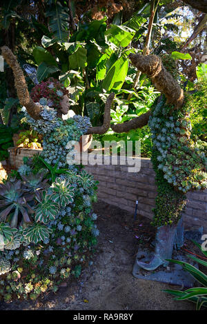 Mariachi Formgehölze, San Diego Botanischer Garten, Quail Botanical Gardens, Kalifornien, saftig, Sukkulenten, Garten, Design, Kunst, Installation, Wohnen, growin Stockfoto