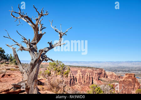 Verdorrten Baum an der Colorado National Monument Park, selektiver Fokus, Colorado, USA. Stockfoto