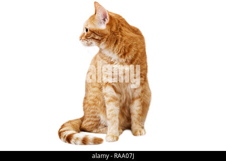Ingwer Katze sitzt und schaut weg, den Kopf in der Sideway isoliert auf weißem Stockfoto