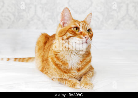 Closeup Portrait von Ginger cat liegen auf einem Bett und Wegsehen gegen verschwommenen Hintergrund. Flache konzentrieren. Stockfoto
