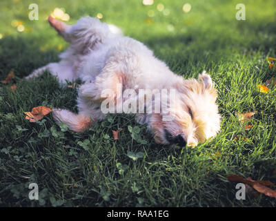 Niedlich süß haarige Hund liegend auf einem Gras in einer Stadt park Stockfoto