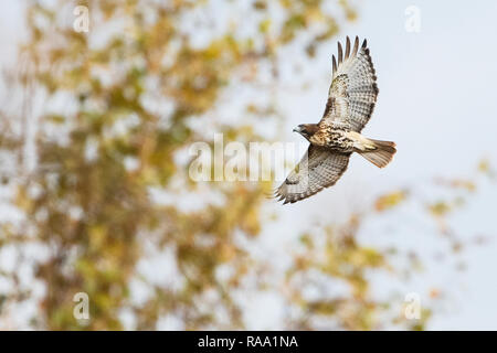 Red-tailed hawk Höhenflug im Herbst Stockfoto