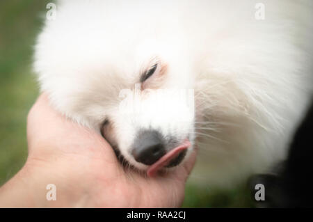 Schwarze und Weiße pomeranian Hund Stockfoto