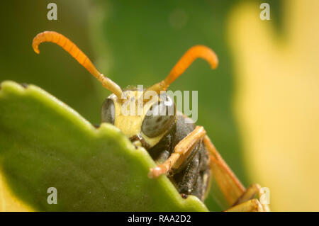 Makroaufnahme einer Wespe eine Pause auf einem Blatt Stockfoto