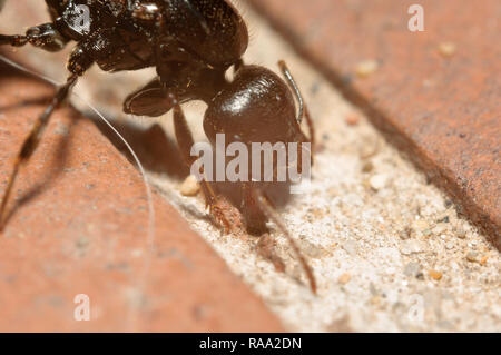 Carpenter Ant mit offenen Reißzähne Suchen nach Nahrung auf Steinboden. Stockfoto