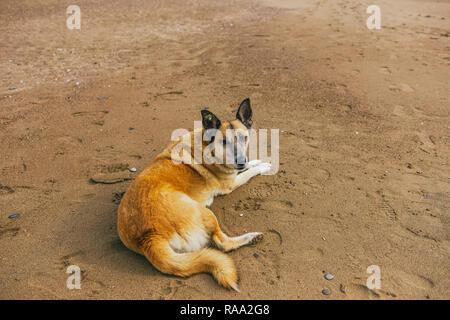 Ruhe nicht reinrassigen Hund im sonnigen Sommer Sandstrand ausruhen. Portrait von Tier. Horizontale Farbfotografie. Stockfoto