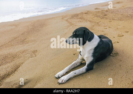 Ruhe nicht reinrassigen großen schwarzen und weißen Hund im sonnigen Sommer Sandstrand ausruhen. Closeup Profil Portrait von Tier. Horizontale Farbe Fotografie Stockfoto