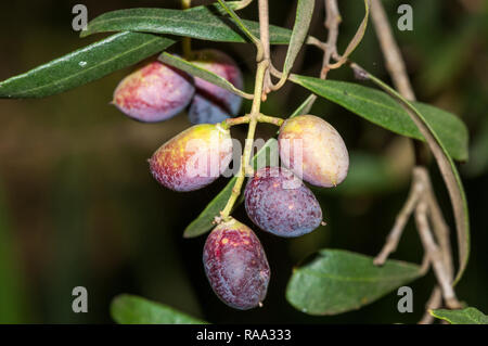 Nahaufnahme Olea europaea, Europäische Olivenöl, Oliven, Obst, Baum, Katalonien, Spanien Stockfoto