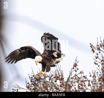 Weißkopfseeadler Landung im Baum in der Nähe von Eastwood See, Chapel Hill Stockfoto