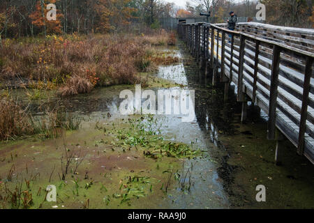 Große Swamp National Wildlife Refuge scenic im späten Herbst Stockfoto