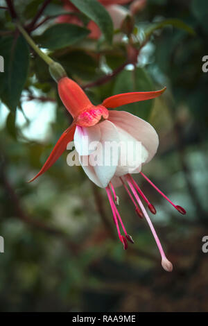 Schöne Fuchsie Blume Nahaufnahme Stockfoto