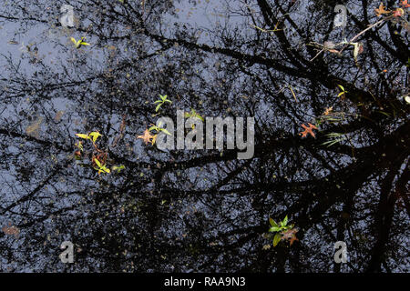 Große Swamp National Wildlife Refuge scenic im späten Herbst Stockfoto