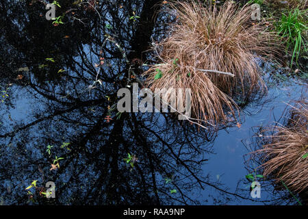 Große Swamp National Wildlife Refuge scenic im späten Herbst Stockfoto