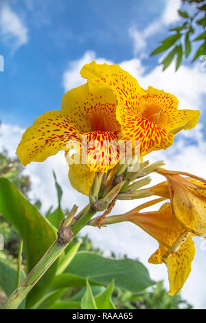 Canna Indica Farbe gelb Blumen Stockfoto