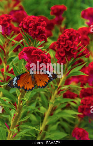 Schmetterling auf Celosia argentea cristata Blumen Stockfoto